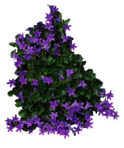 Bush PNG image-7220